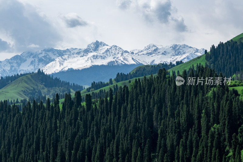 新疆伊犁恰西雪山森林草原风光