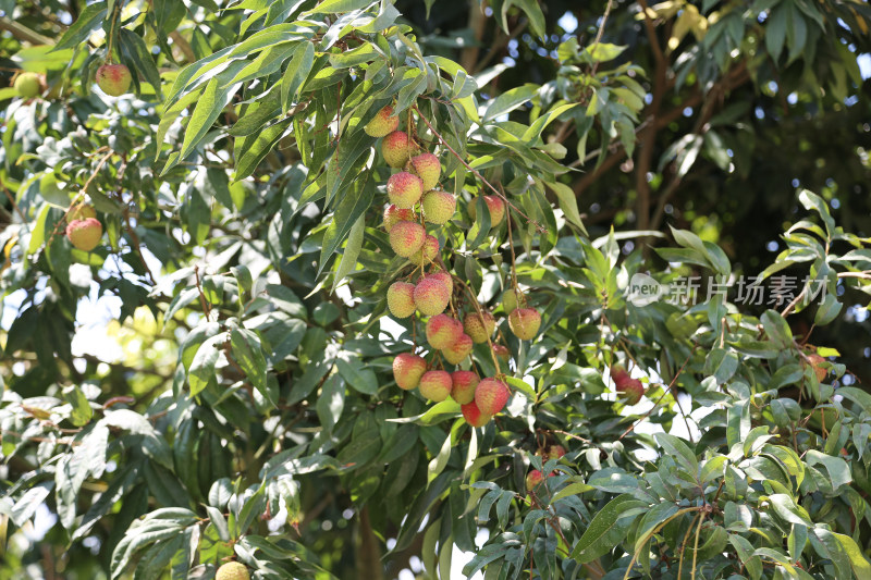 挂满荔枝的荔枝树