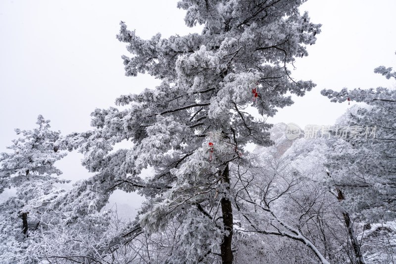 老君山下雪大山森林雾凇景观