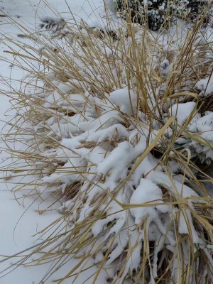 被积雪覆盖的枯草丛