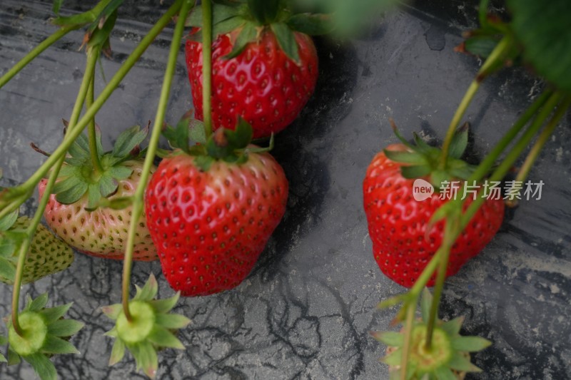 大棚里成熟的红色草莓特写