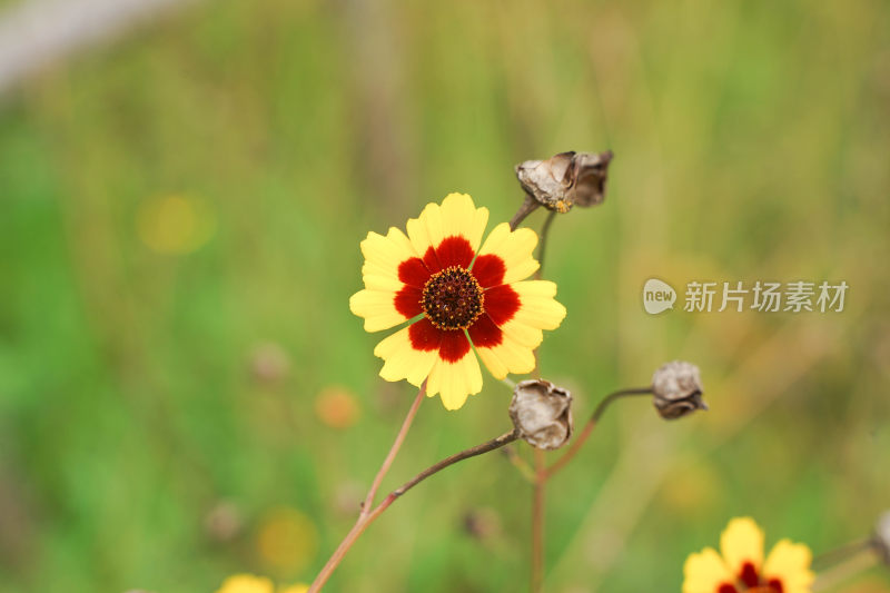 菊花金鸡菊花瓣特写