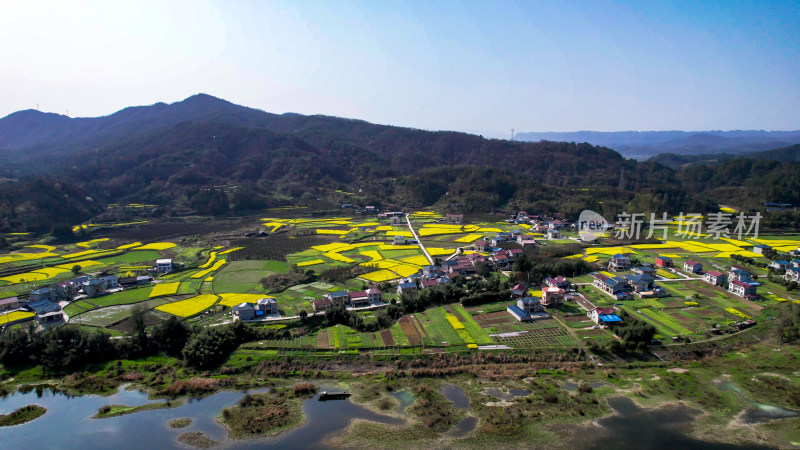 山川河流油菜花航拍