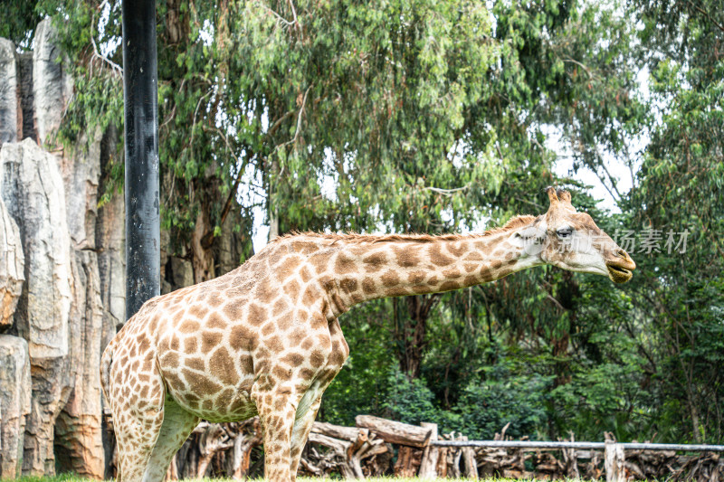 动物园里的长颈鹿特写镜头