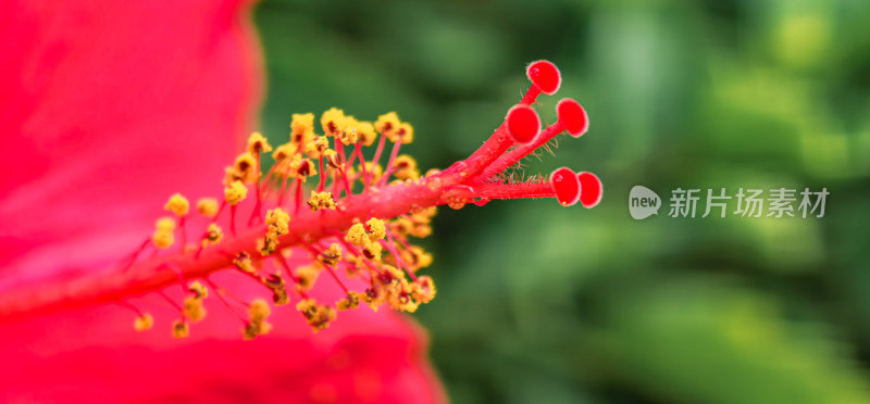 朱槿花的花头特写