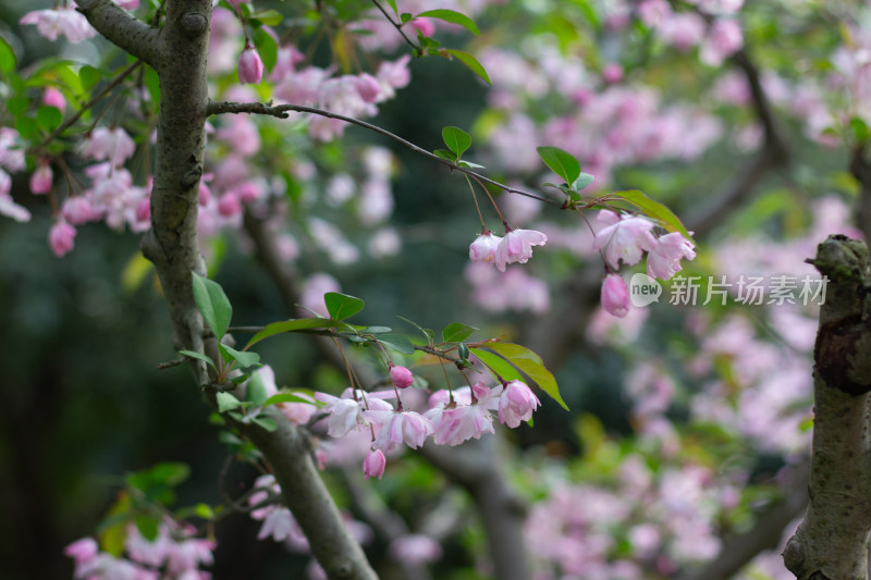 杭州曲院风荷枝头绽放的海棠花特写