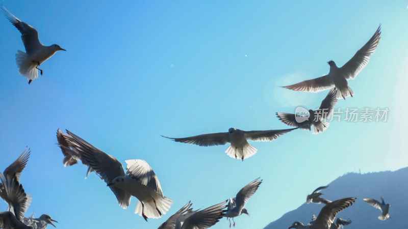 蓝天中飞翔的海鸥群