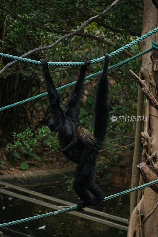 黑叶猴攀爬树干场景