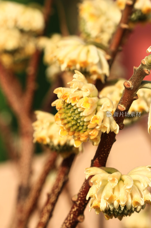 金黄的结香花花朵盛开