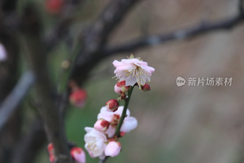 白色梅花 粉红梅花 白梅 