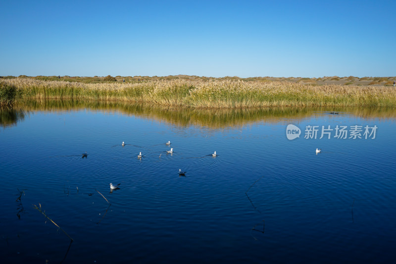 内蒙古额济纳，日出时分，居延海与芦苇荡