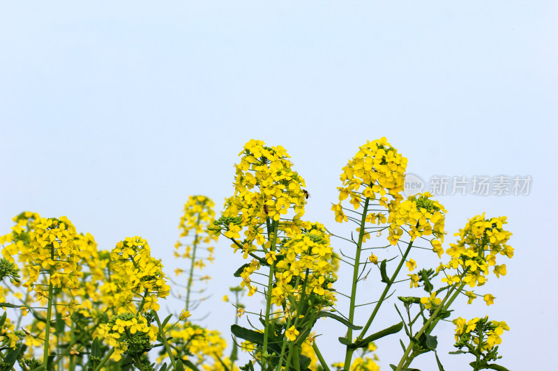 春天油菜花盛开