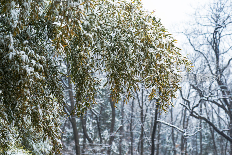 竹子冬天雪花