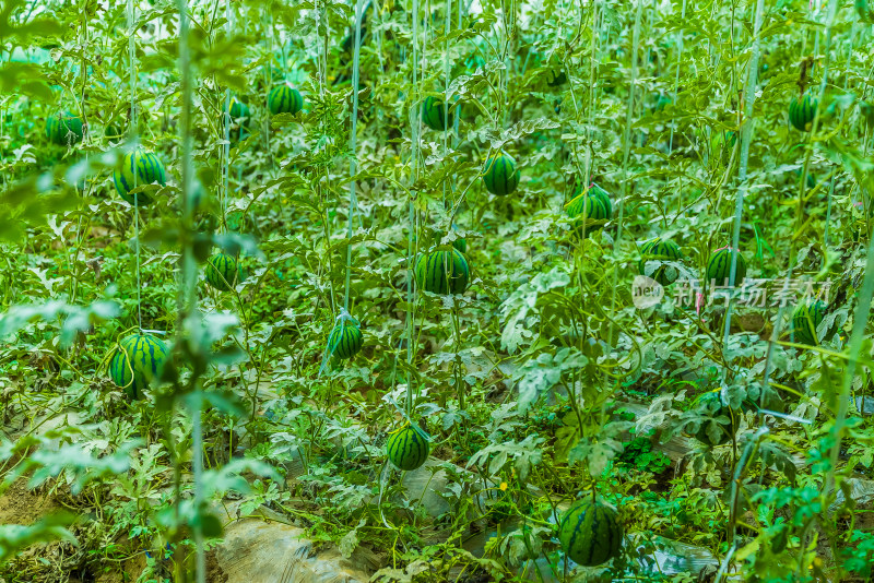 中国西藏日喀则蔬菜基地