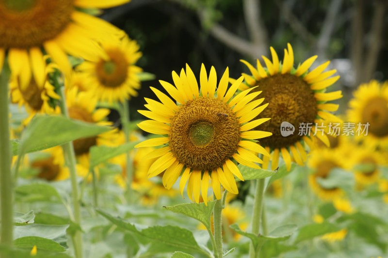 大片向日葵花田绿叶黄花生机勃勃