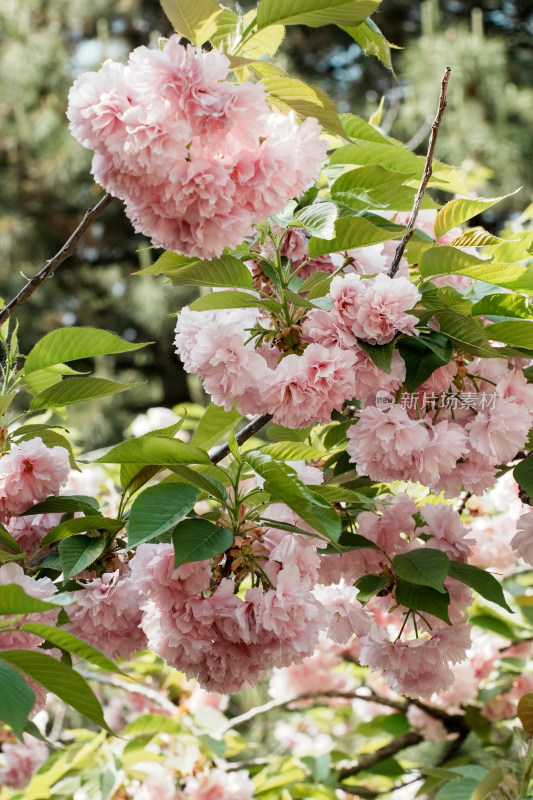 北京朝阳公园樱花