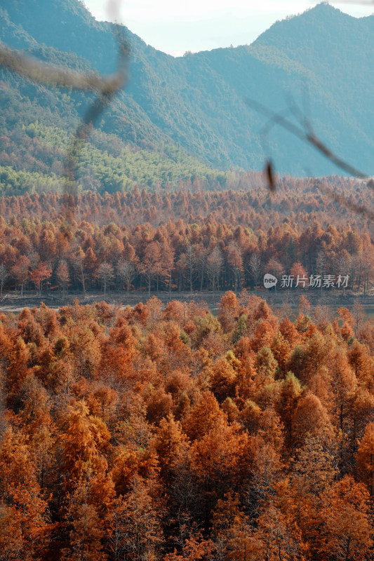 山林间色彩斑斓的红杉林秋景