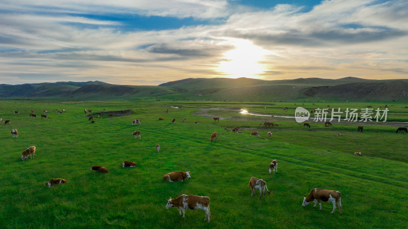 内蒙古大草原放牧牛群