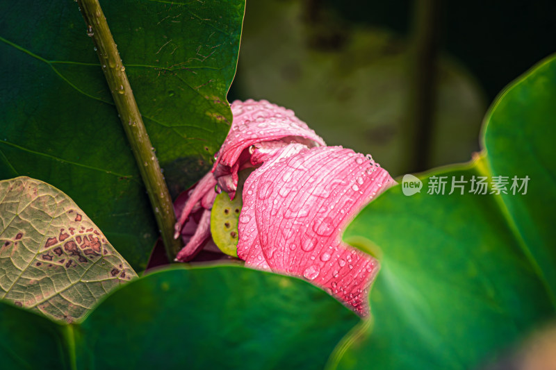 雨后荷花上的水珠