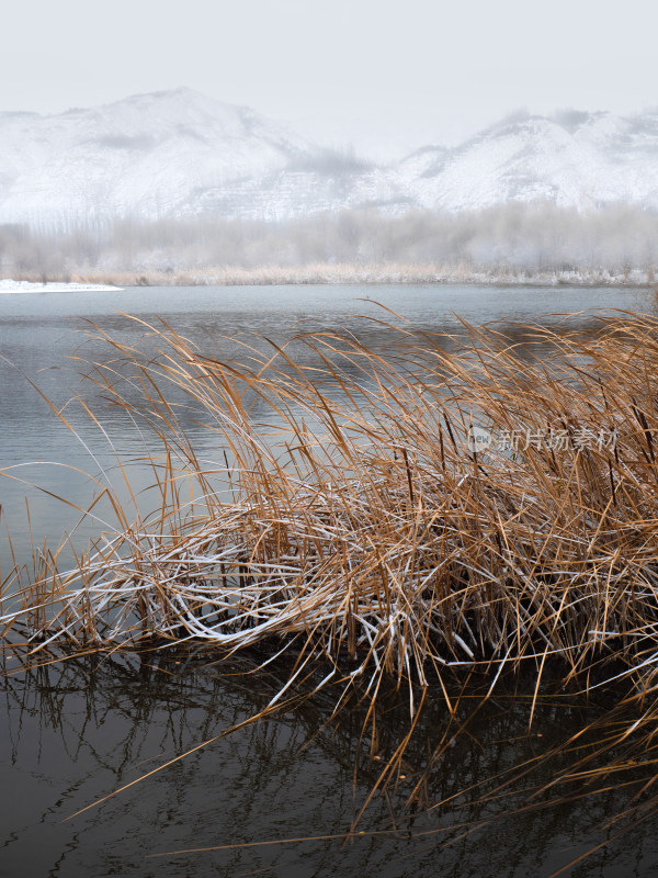 雪景芦苇湖水