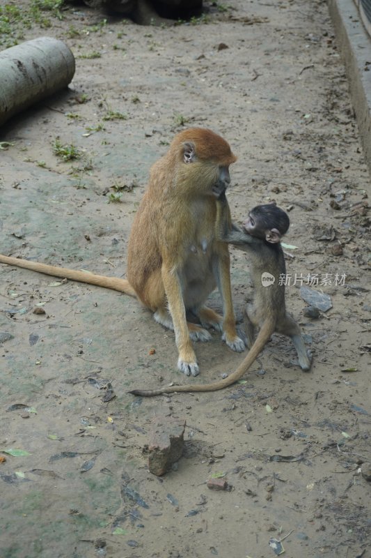 猴妈妈与小猴亲密互动