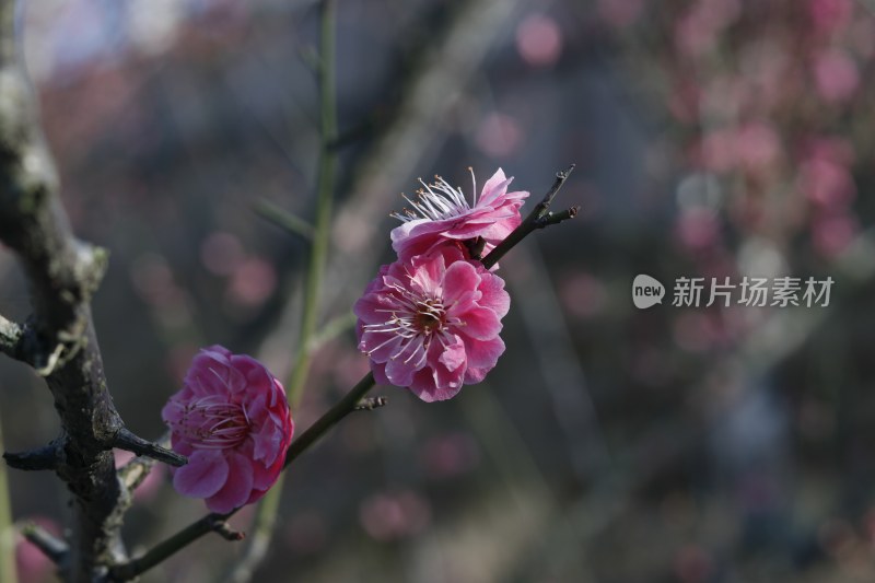 梅花 腊梅 红梅花