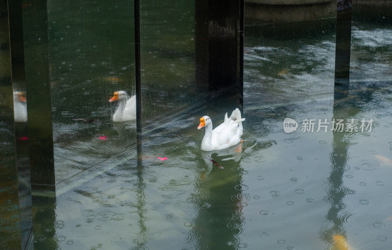 上海黄城隍庙池塘里的一只大白鹅在雨中游泳