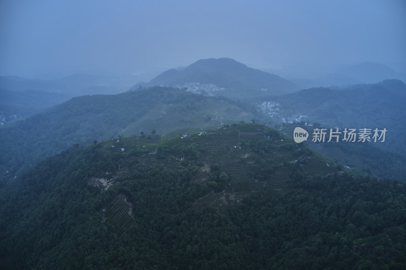 杭州龙井梅岭茶园