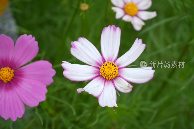 盛开的波斯菊百日草非洲菊格桑花