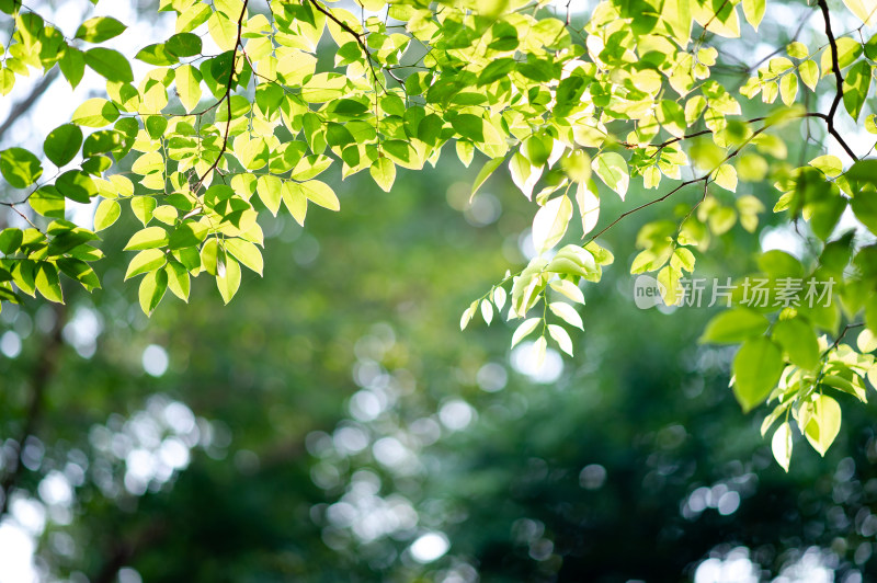 阳光下的绿色树叶