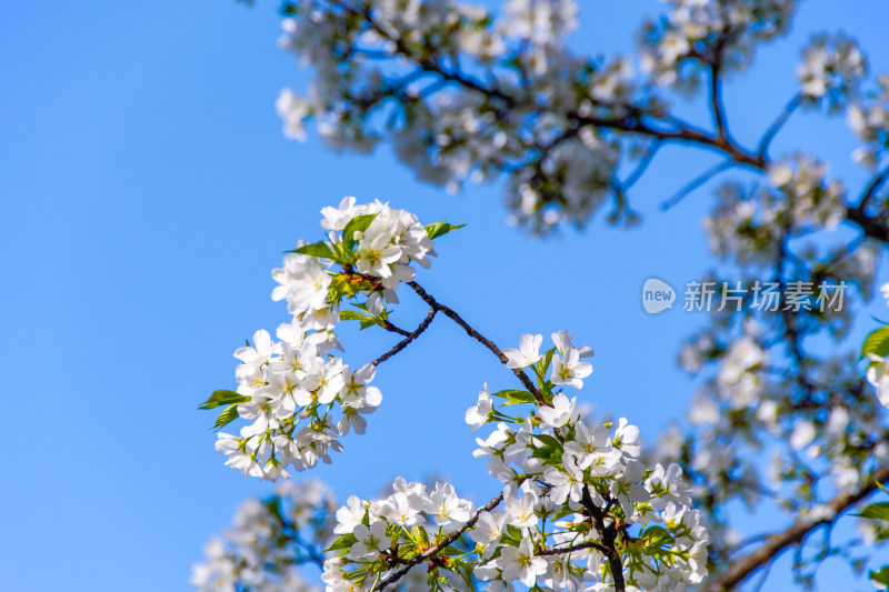 蓝天下盛开的白色樱花树枝特写