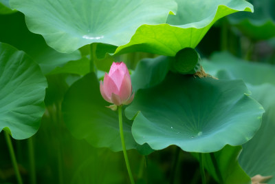 公园盛夏荷花