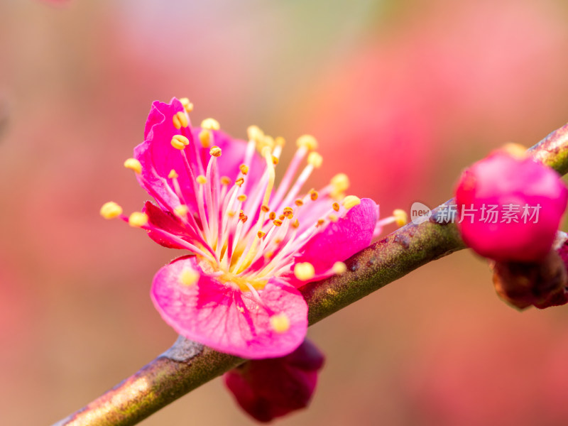 一朵梅花特写