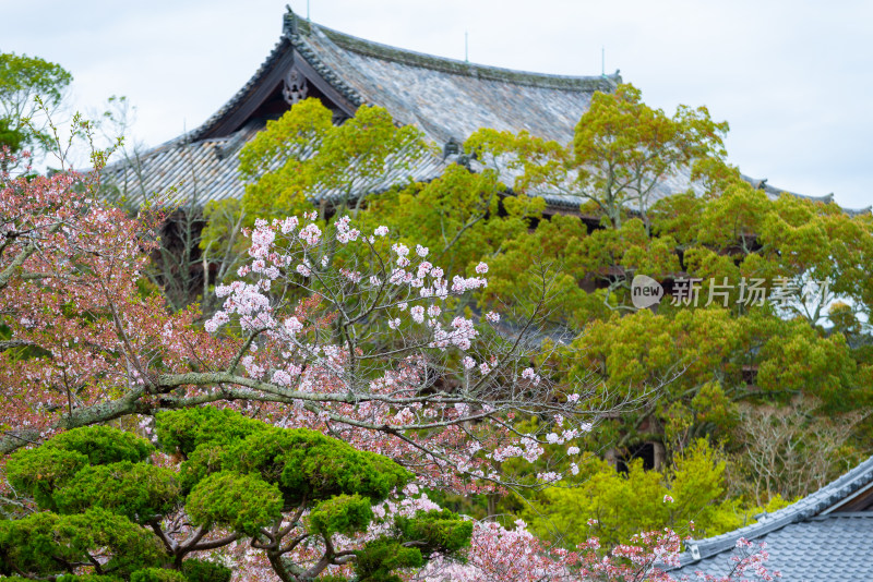 樱花盛开