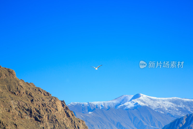 中国西藏冬季蓝天下迁徙的鸟类飞越雪山