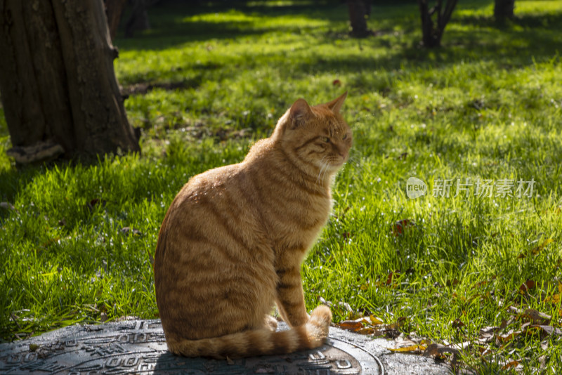 庭院草地逆光中的一只橘猫