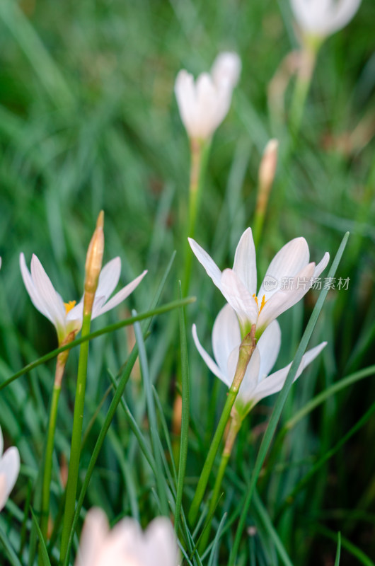 洁白的葱莲花特写