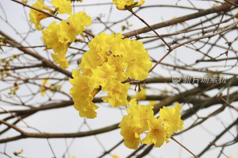 黄花风铃木