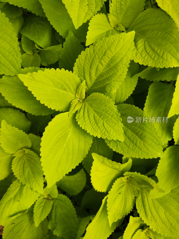 黄绿色植物叶片特写