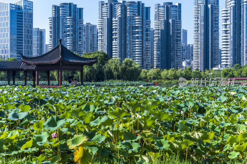 武汉武昌区沙湖公园风光