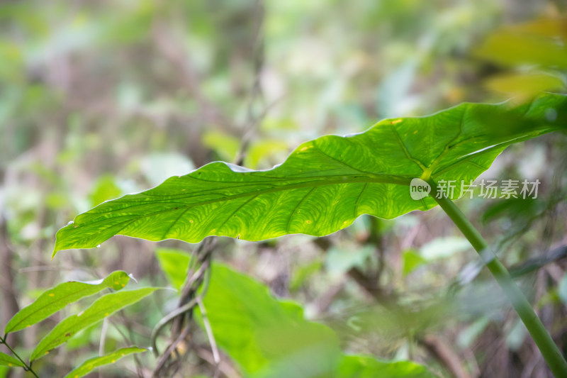 绿色植物叶片特写