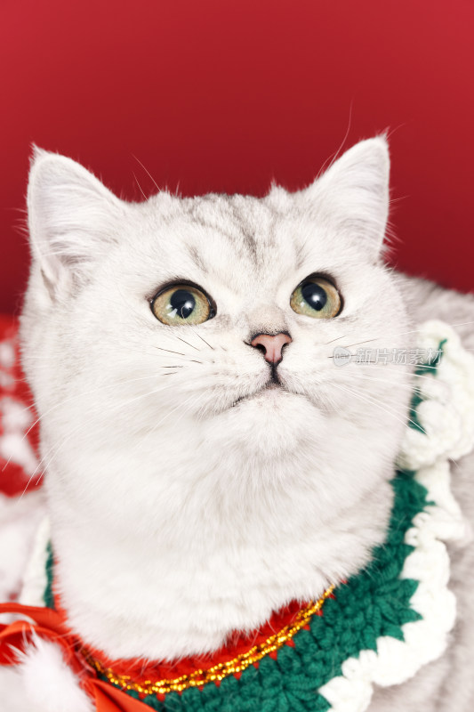 红色背景前可爱银渐层圣诞猫形象