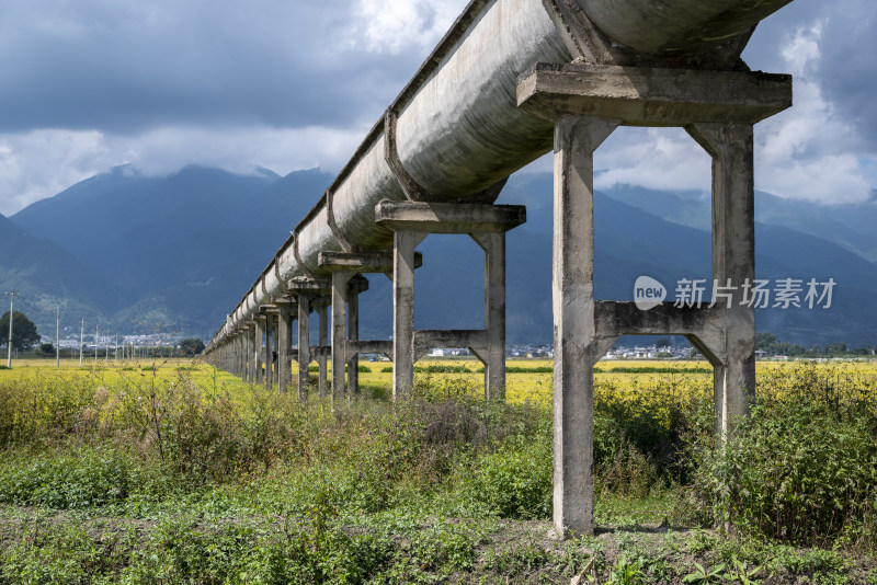 大理水稻风景