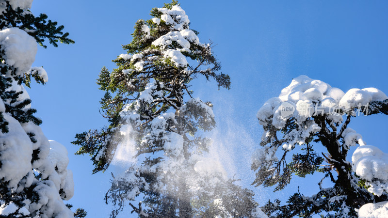 四川甘孜海螺沟冬季森林植被的雪景