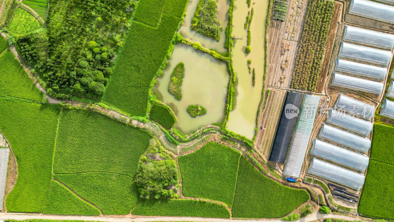俯拍绿色水稻农田种植