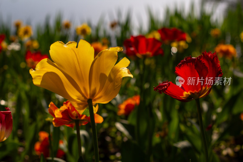 杭州太子湾多彩郁金香花海景观