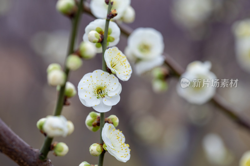 含苞待放的腊梅花