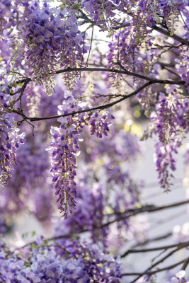 紫藤萝开花