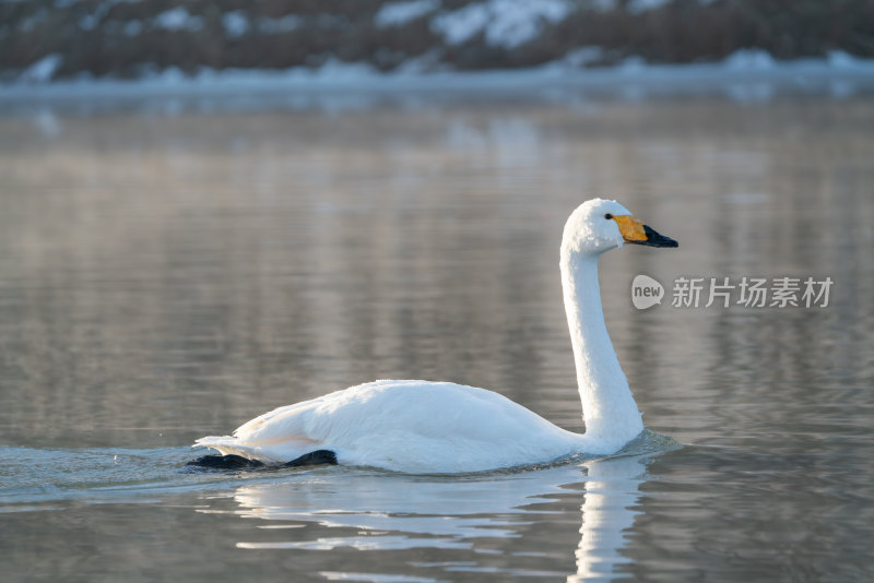 冬季白天鹅在清晨的河水中游泳嬉戏飞翔