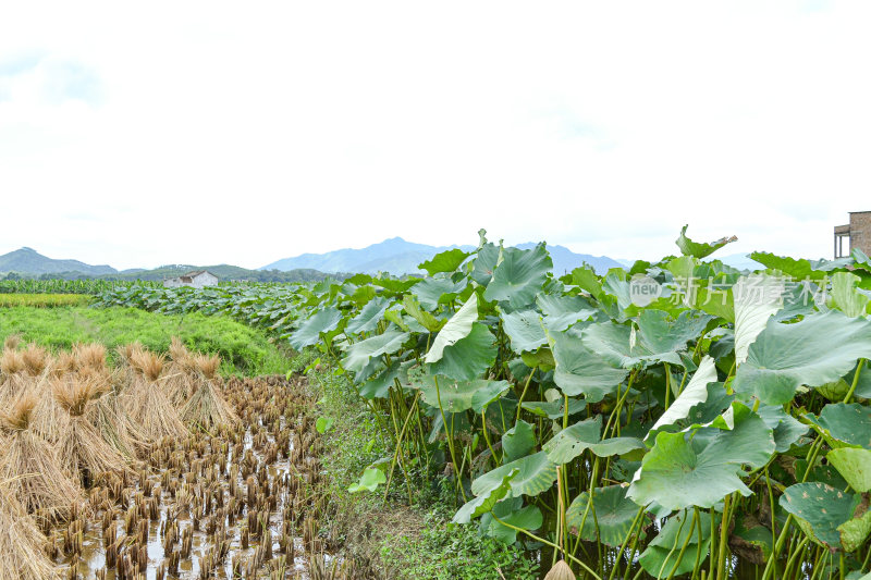 乡村水稻田